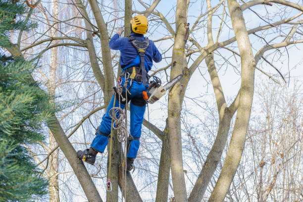 Best Tree Maintenance Programs  in Cuba, MO